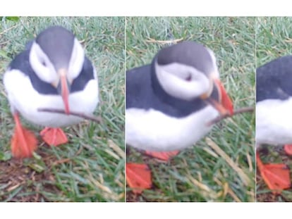 Tres fotogramas del ave usando el palito. En el vídeo, también se muestra al frailecillo preparando el nido.