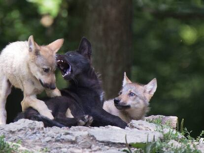 Tres lobeznos juegan en un parque natural alemán. En vídeo, por qué los lobos se convirtieron en dóciles perros.