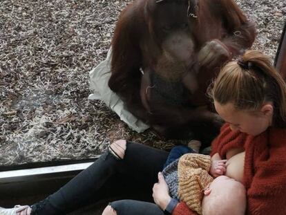 En vídeo, la orangutana contempla a la madre mientras esta amamanta a su hijo.