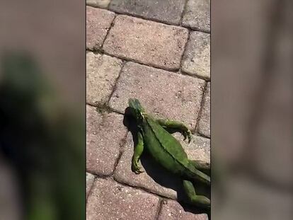 Decenas de reptiles aparecen congeladas en el sur de florida. En vídeo, imágenes de las iguanas en las calles de varias ciudades del estado.
