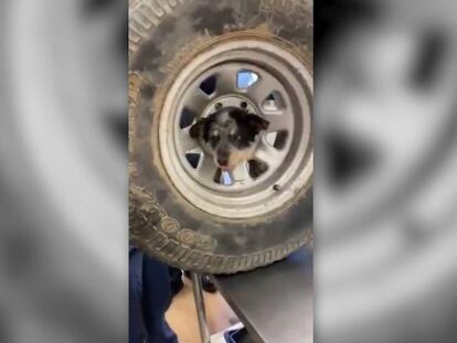 El perro antes de ser liberado. En vídeo, imágenes del rescate.
