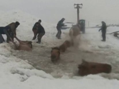 Un grupo de granjeros rusos salva a unas yeguas del hielo. En vídeo, imágenes del rescate.