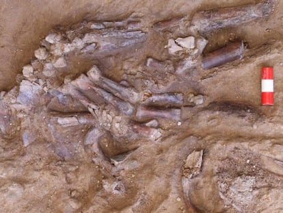 Restos del último neandertal encontrado en la cueva de Shanidar, en Irak. En vídeo, la arqueóloga Emma Pomeroy explica el hallazgo.