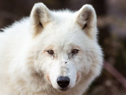 Uno de los lobos blancos del santuario de Arcturos. En el video, un breve recorrido del viaje con imágenes de los animales de la región.