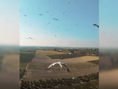 En vídeo, la grabación de las cigüeñas hecha con un dron.