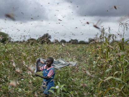 En vídeo, un hombre espanta langostas en Somalilandia. En la foto, una niña entre los insectos en Kenia.