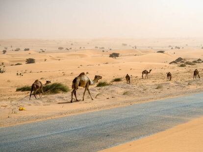 Unos camellos caminan junto a la carretera que cruza Mauritania de norte a sur, hacia el punto kilométrico 170, cerca de Chami.