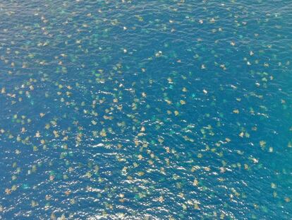 Miles de tortugas se aproximan a una playa para el anidamiento.