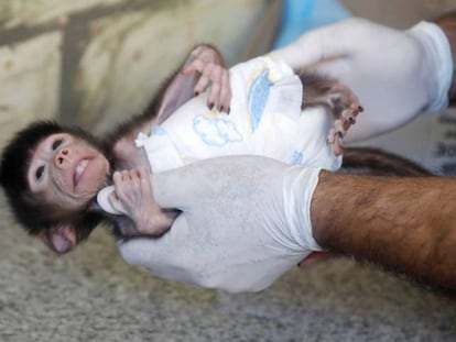 Un bebé de babuino es alimentado en un zoo de Cisjordania.