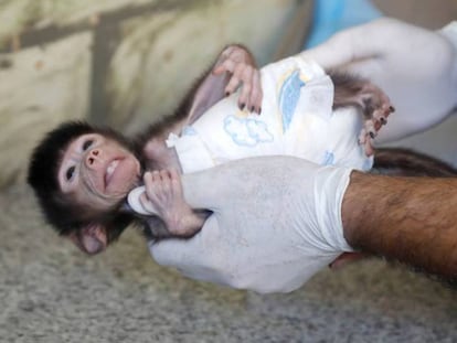 Un bebé de babuino es alimentado en un zoo de Cisjordania.