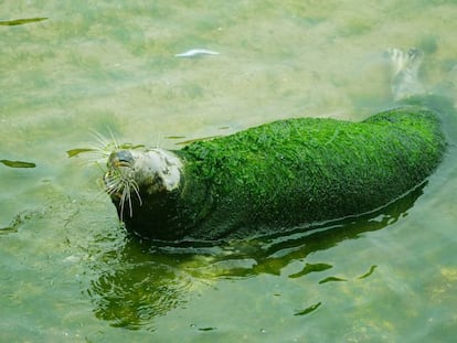 Una foca del minizoo de Santander el pasado 24 de junio. En vídeo, la grabación de la entidad Anima Naturalis para denunciar la situación de las instalaciones.