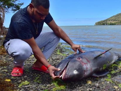 Una madre delfín trata de salvar a su cría de un derrame de crudo en Mauricio.