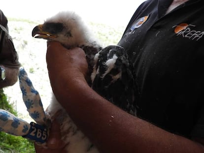 Marcaje por GPS del águila Nicasio el pasado mes de mayo.