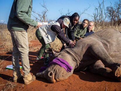 Una hembra de rinoceronte negro es recolocada a una posición que le permita ser operada para extirparle el cuerno. En vídeo, cortar los cuernos de los rinocerontes, la medida para evitar su muerte.
