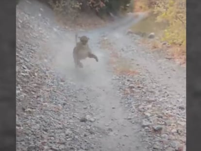 Una hembra de puma persigue a un excursionista que intentaba grabar a sus cachorros.