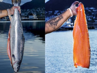 El chef Hugo Ramos corta un ejemplar de salmón para elaborar sushi.