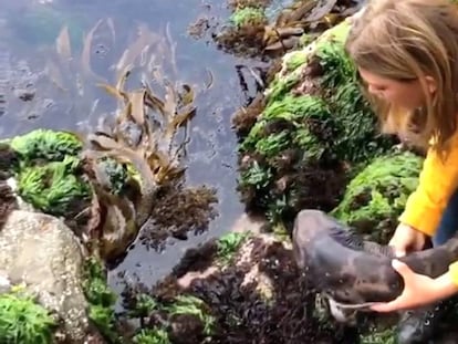 Una niña sin miedo rescata a un bebé de tiburón