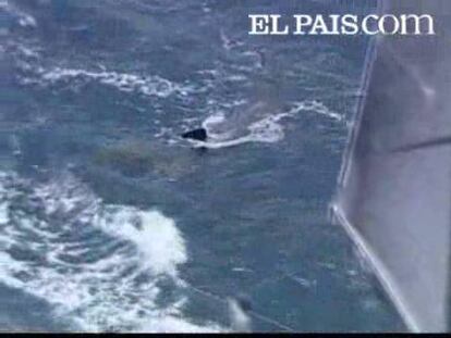 El escualo pasó al lado de un velero que participaba en el Trofeo Ciudad de Alicante.