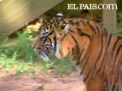 Frente a frente a un tigre pero sin el traje de Indiana Jones. Harrison Ford ha participado en el relanzamiento internacional de los esfuerzos por preservar el hábitat natural de los tigres salvajes. Durante un discurso en Washington, el actor ha reiterado su compromiso en esta causa.