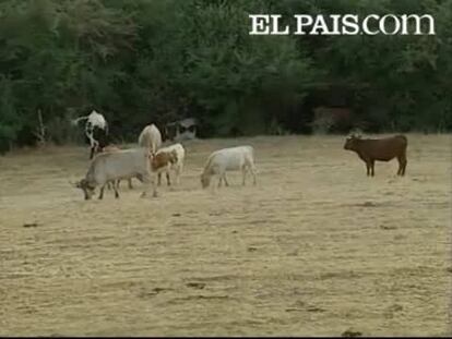 Los vecinos de Prado Negro, un pueblo de Granada, están atemorizados por la 'invasión' de una manada de vacas que campan por las calles de la localidad desde hace un mes en busca de alimento, ante la escasez de pasto.