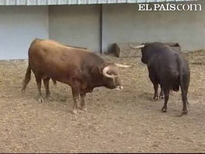 Toros a punto para celebrar la conocida fiesta de San Fermín. Ellos serán los grandes protagonistas de los próximos días y, según los aficionados, los que han fichado este año van a dar juego en los encierros y en la plaza. Otro tema, los litros de alcohol que se consumirán.