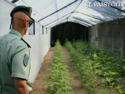 La Guardia Civil ha detenido a un matrimonio del municipio pontevedrés de Oia por cultivar la mayor plantación de marihuana descubierta hasta la fecha en Galicia. El matrimonio, casi sexagenarios, tenía 213 plantas de marihuana.