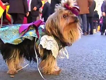 Mascotas engalanadas para recibir la bendición de San Antón