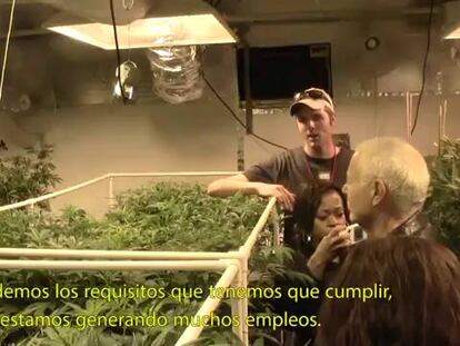 ‘United States of Marihuana’