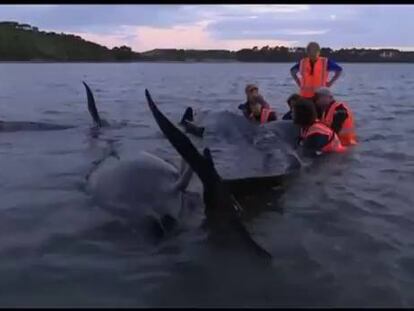 Muere un centenar de ballenas varadas en Nueva Zelanda