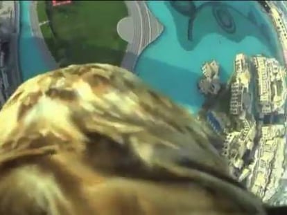 Una cámara colocada entre las plumas de un águila graba el vuelo desde el edificio Burj Khalifa