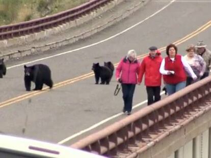 Los turistas, perseguidos por los osos en Yellowstone