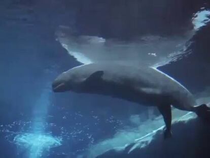 Así nace una ballena beluga