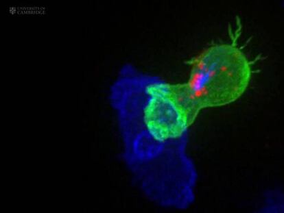 Así destruyen nuestras células al cáncer
