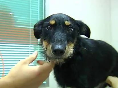 Barbita, en la clínica veterinaria tras ser rescatada del coche.