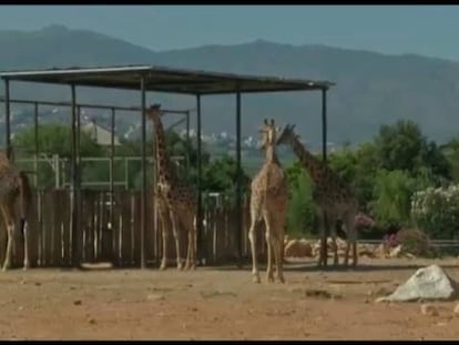 Un zoo en Grecia se queda sin dinero para alimentar a los animales