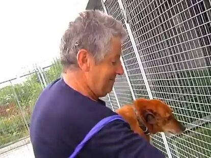 Las protectoras de animales recogen más de 100.000 perros al año