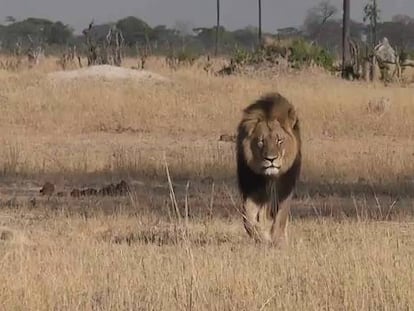 El león Cecil, en Zimbabue.