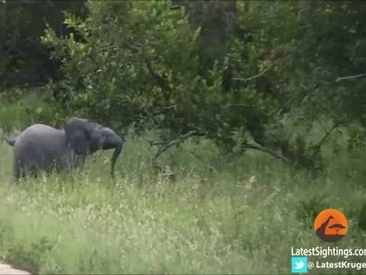 ¿Puede un elefante cazar pájaros?