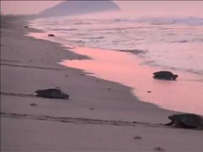 A la caza y captura de las tortugas golfinas