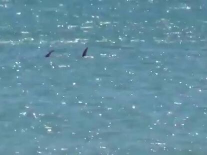 Dos atunes siembran el pánico en la playa de Barbate al acercarse a la orilla
