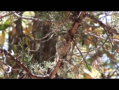 Los halcones ‘cuidan’ de los colibríes