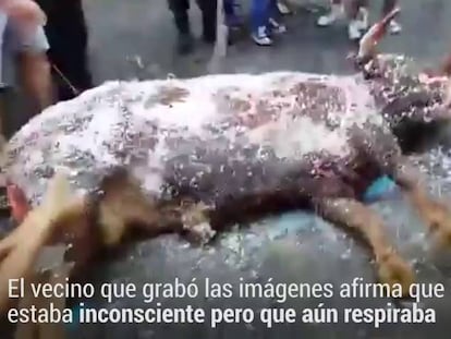 Algemesí investigará un vídeo sobre un posible caso de maltrato a un toro