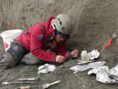 Imágenes de vídeo tomadas en el yacimiento de fósiles encontrado en el curso del río Colville, en Alaska (EE UU).