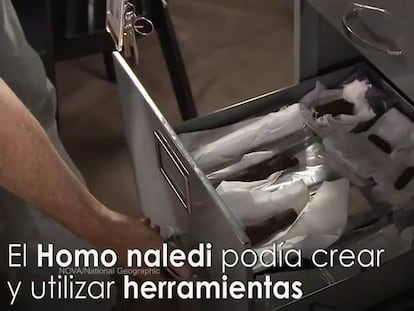 Las manos y los pies del ‘eslabón perdido’ hablan de su doble vida