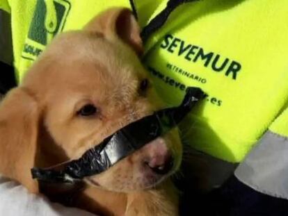 Una nueva vida para dos perros abandonados en contenedores de basura