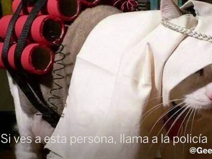 Twitter se inunda de gatos en Bélgica en plena operación antiterrorista