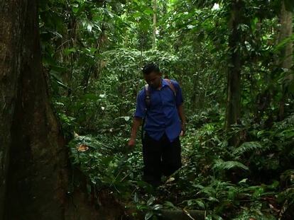 Transnacionales contra comunidades forestales