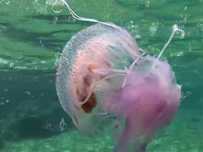 Un baño con medusas, esos animales con mala fama