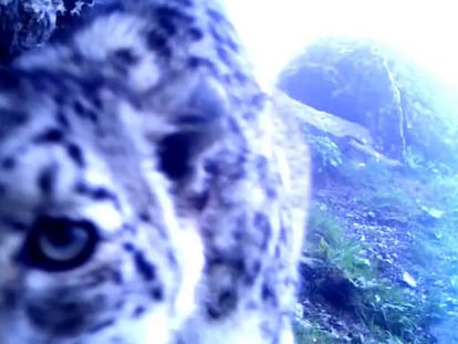 Imágenes de leopardos de las nieve salvajes presentes en el documental 'Spirit of the Mountain'