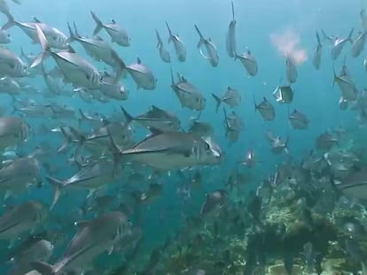 Esos peces que están siempre nadando